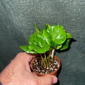 Coffee Arabica Live Plant - Grow Your Own Coffee Tree, Potted Houseplant, 3 inch Pot - Image 3