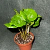Coffee Arabica Live Plant - Grow Your Own Coffee Tree, Potted Houseplant, 3 inch Pot - Image 1