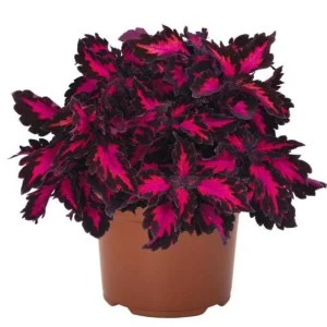 Coleus Down Town Royalty Live Plant - 4.5 inch Pot, Vibrant Foliage - Image 2