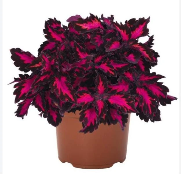 Coleus Down Town Royalty Live Plant - 4.5 inch Pot, Vibrant Foliage - Image 2