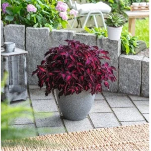 Coleus Down Town Royalty Live Plant - 4.5 inch Pot, Vibrant Foliage - Image 3