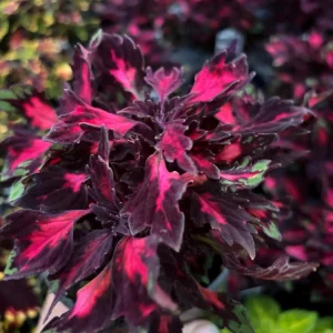 Coleus Down Town Royalty Live Plant - 4.5 inch Pot, Vibrant Foliage - Image 4