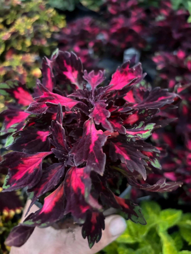 Coleus Down Town Royalty Live Plant - 4.5 inch Pot, Vibrant Foliage - Image 4