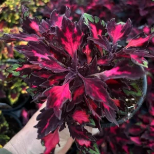 Coleus Down Town Royalty Live Plant - 4.5 inch Pot, Vibrant Foliage - Image 5