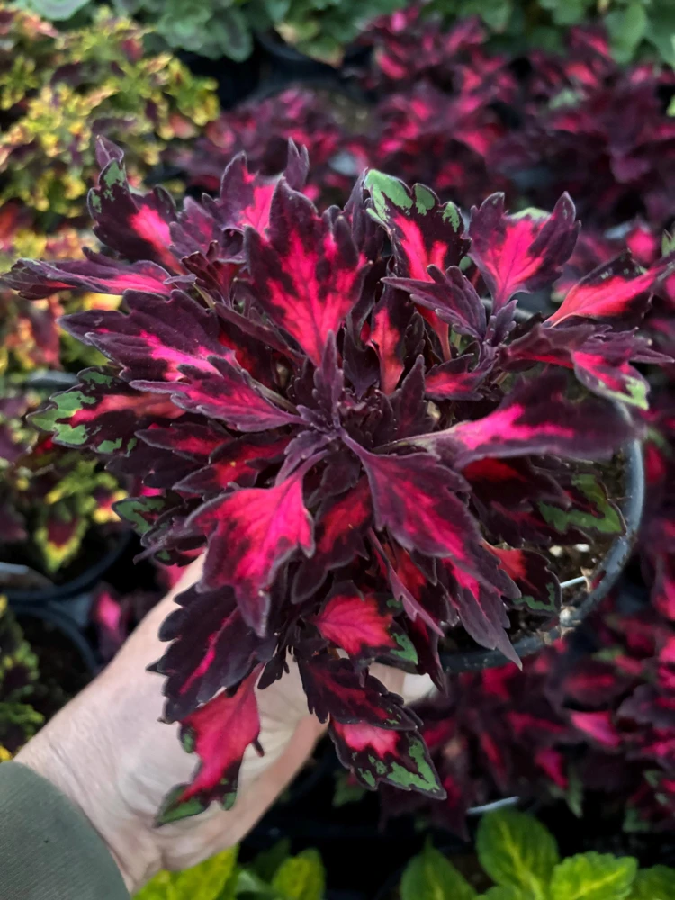 Coleus Down Town Royalty Live Plant - 4.5 inch Pot, Vibrant Foliage - Image 5