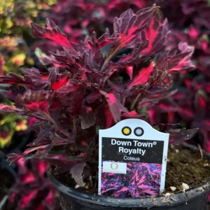 Coleus Down Town Royalty Live Plant - 4.5 inch Pot, Vibrant Foliage - Image 6