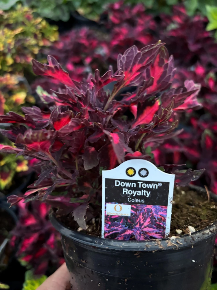 Coleus Down Town Royalty Live Plant - 4.5 inch Pot, Vibrant Foliage - Image 6