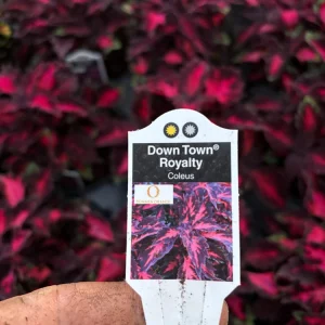 Coleus Down Town Royalty Live Plant - 4.5 inch Pot, Vibrant Foliage - Image 7