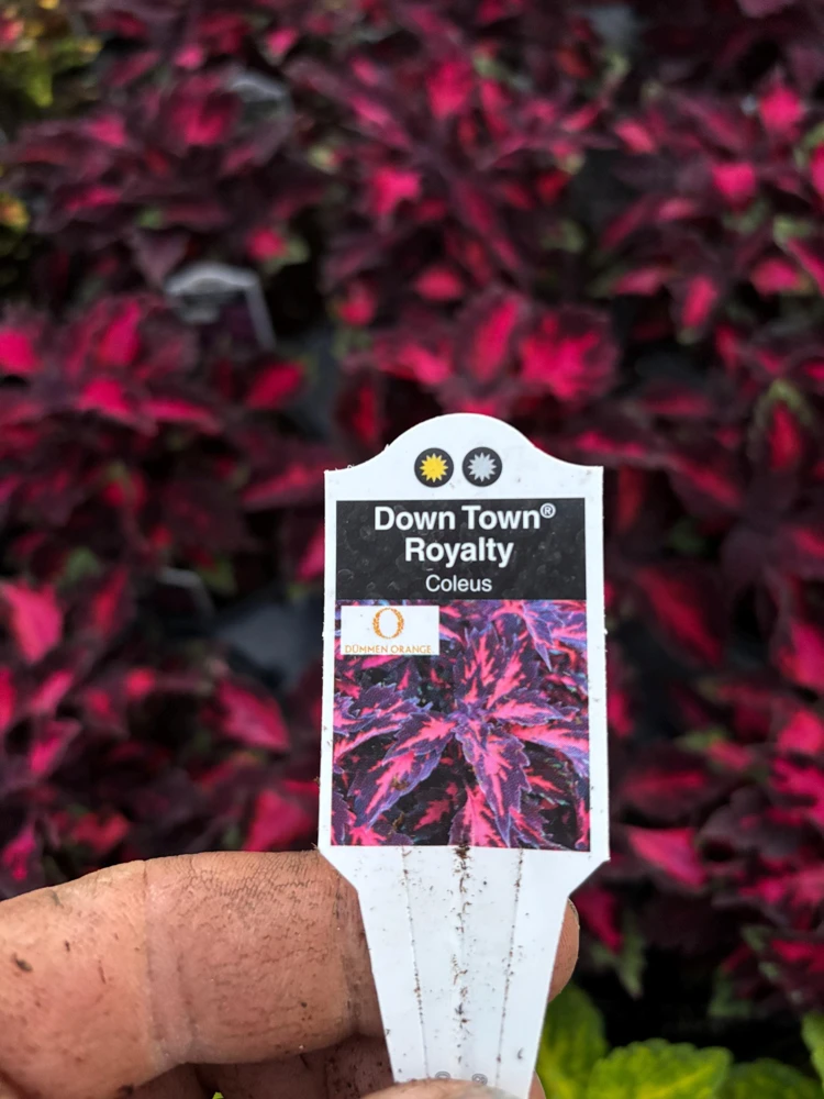 Coleus Down Town Royalty Live Plant - 4.5 inch Pot, Vibrant Foliage - Image 7