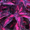 Coleus Down Town Royalty Live Plant - 4.5 inch Pot, Vibrant Foliage - Image 1