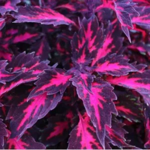 Coleus Down Town Royalty Live Plant - 4.5 inch Pot, Vibrant Foliage - Image 1