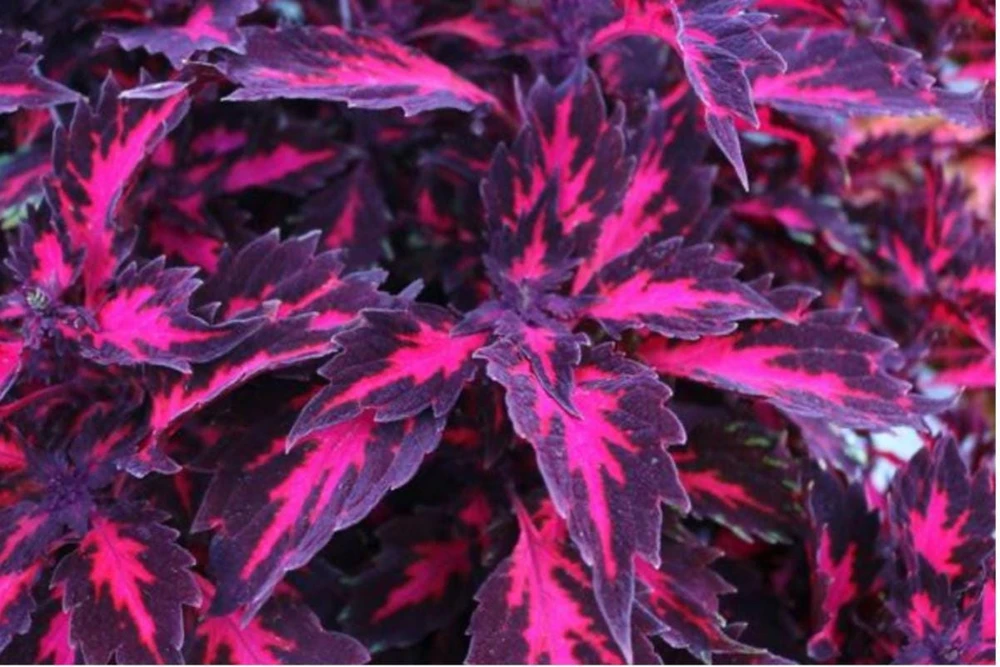 Coleus Down Town Royalty Live Plant - 4.5 inch Pot, Vibrant Foliage - Image 1