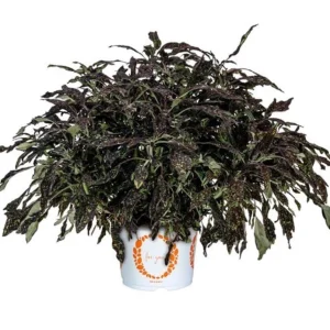 Coleus Downtown NYC Nights Live Plant 4.5 inch Pot - Vibrant Foliage - Image 2