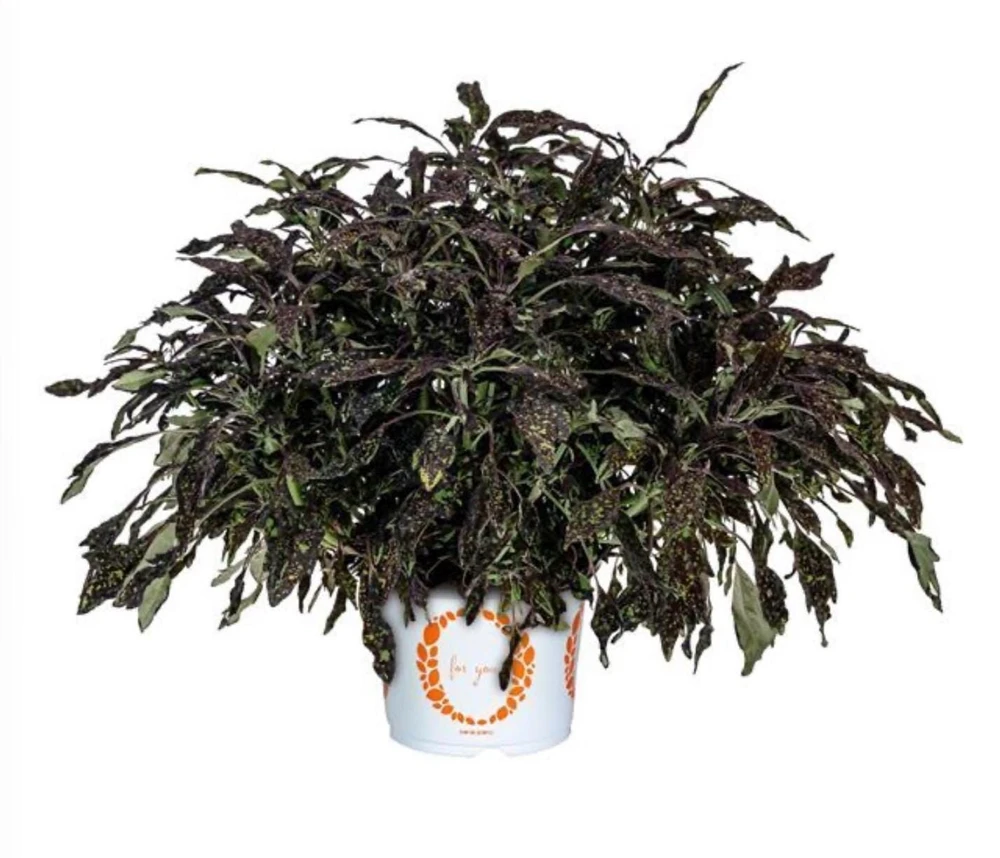 Coleus Downtown NYC Nights Live Plant 4.5 inch Pot - Vibrant Foliage - Image 2