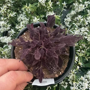 Coleus Downtown NYC Nights Live Plant 4.5 inch Pot - Vibrant Foliage - Image 3