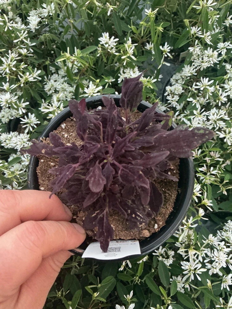 Coleus Downtown NYC Nights Live Plant 4.5 inch Pot - Vibrant Foliage - Image 3