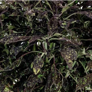 Coleus Downtown NYC Nights Live Plant 4.5 inch Pot - Vibrant Foliage - Image 1