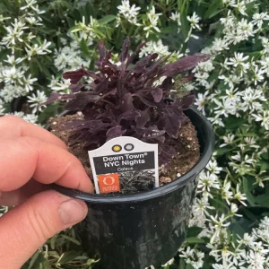 Coleus Downtown NYC Nights Live Plant 4.5 inch Pot - Vibrant Foliage - Image 5