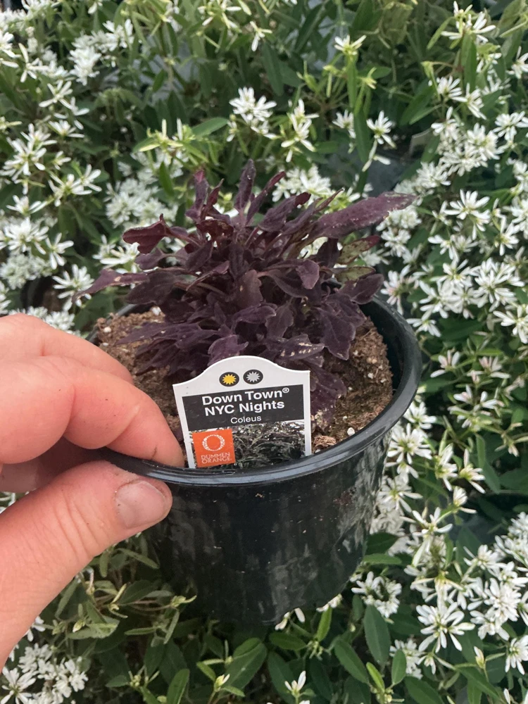 Coleus Downtown NYC Nights Live Plant 4.5 inch Pot - Vibrant Foliage - Image 5
