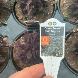 Coleus Downtown NYC Nights Live Plant 4.5 inch Pot - Vibrant Foliage - Image 8