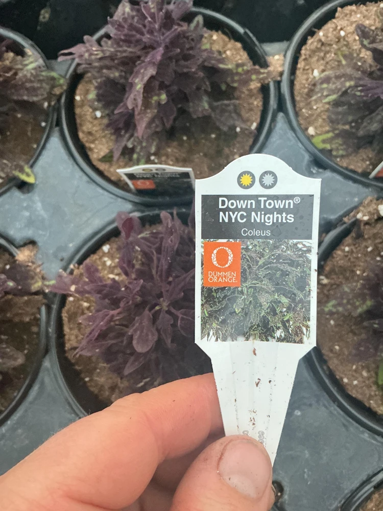 Coleus Downtown NYC Nights Live Plant 4.5 inch Pot - Vibrant Foliage - Image 8