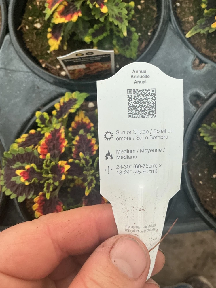 Coleus 'Stained Glassworks Golden Gate' Live Plant – 4.5 inch Nursery Pot – Indoor/Outdoor Foliage - Image 10