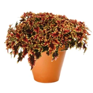 Coleus 'Stained Glassworks Golden Gate' Live Plant – 4.5 inch Nursery Pot – Indoor/Outdoor Foliage - Image 2