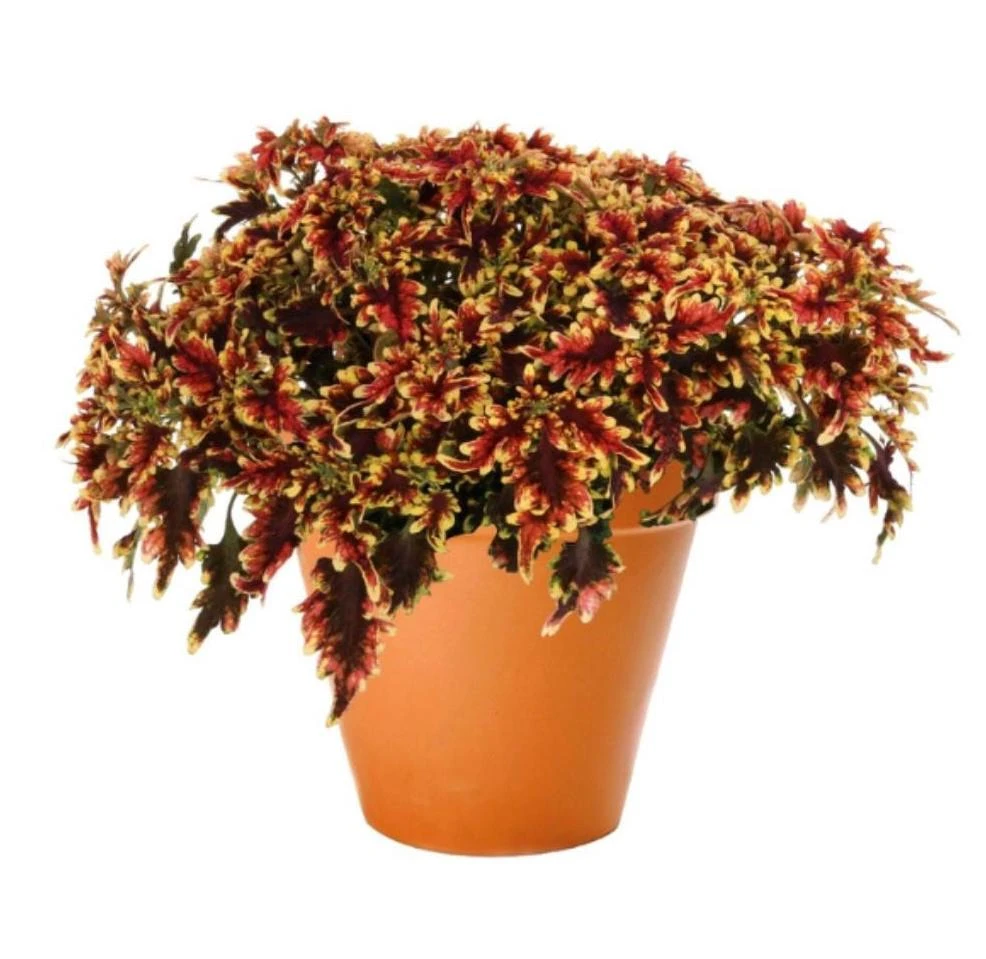 Coleus 'Stained Glassworks Golden Gate' Live Plant – 4.5 inch Nursery Pot – Indoor/Outdoor Foliage - Image 2