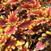 Coleus 'Stained Glassworks Golden Gate' Live Plant – 4.5 inch Nursery Pot – Indoor/Outdoor Foliage - Image 1