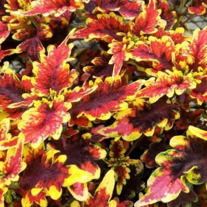 Coleus 'Stained Glassworks Golden Gate' Live Plant – 4.5 inch Nursery Pot – Indoor/Outdoor Foliage - Image 1