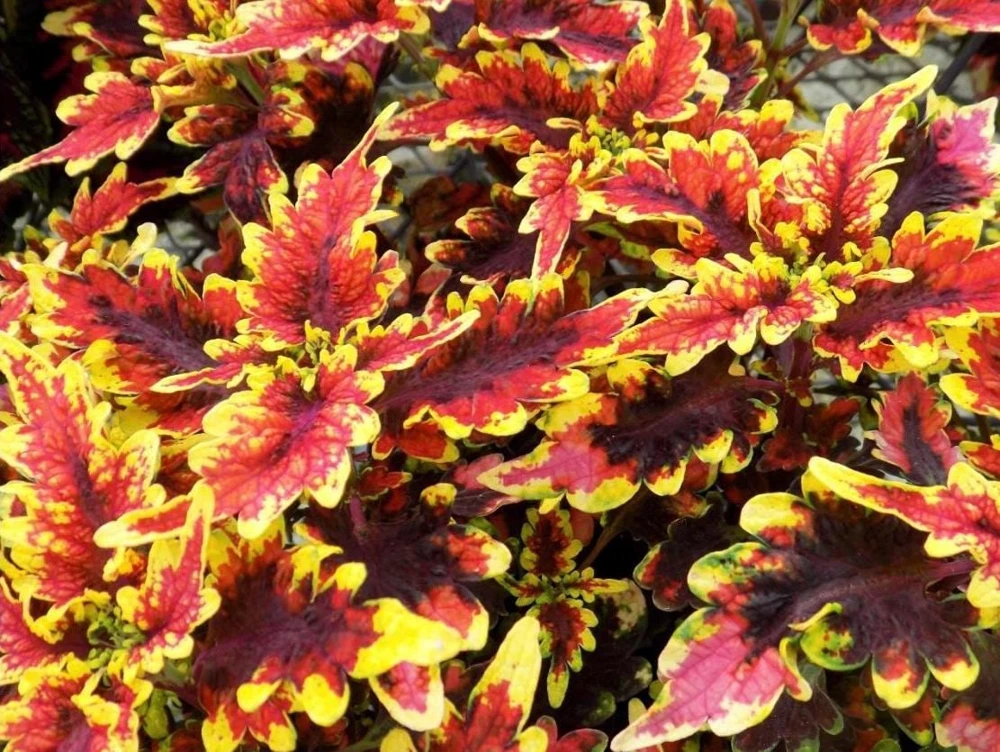 Coleus 'Stained Glassworks Golden Gate' Live Plant – 4.5 inch Nursery Pot – Indoor/Outdoor Foliage - Image 1