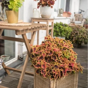 Coleus 'Stained Glassworks Golden Gate' Live Plant – 4.5 inch Nursery Pot – Indoor/Outdoor Foliage - Image 3
