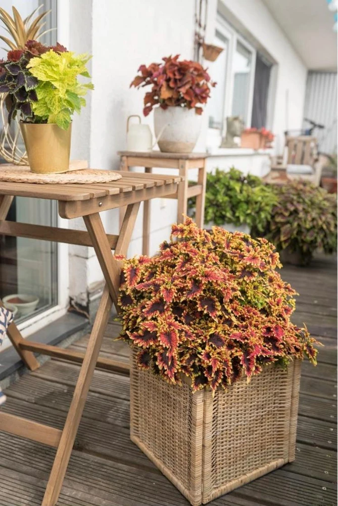 Coleus 'Stained Glassworks Golden Gate' Live Plant – 4.5 inch Nursery Pot – Indoor/Outdoor Foliage - Image 3