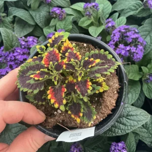 Coleus 'Stained Glassworks Golden Gate' Live Plant – 4.5 inch Nursery Pot – Indoor/Outdoor Foliage - Image 4