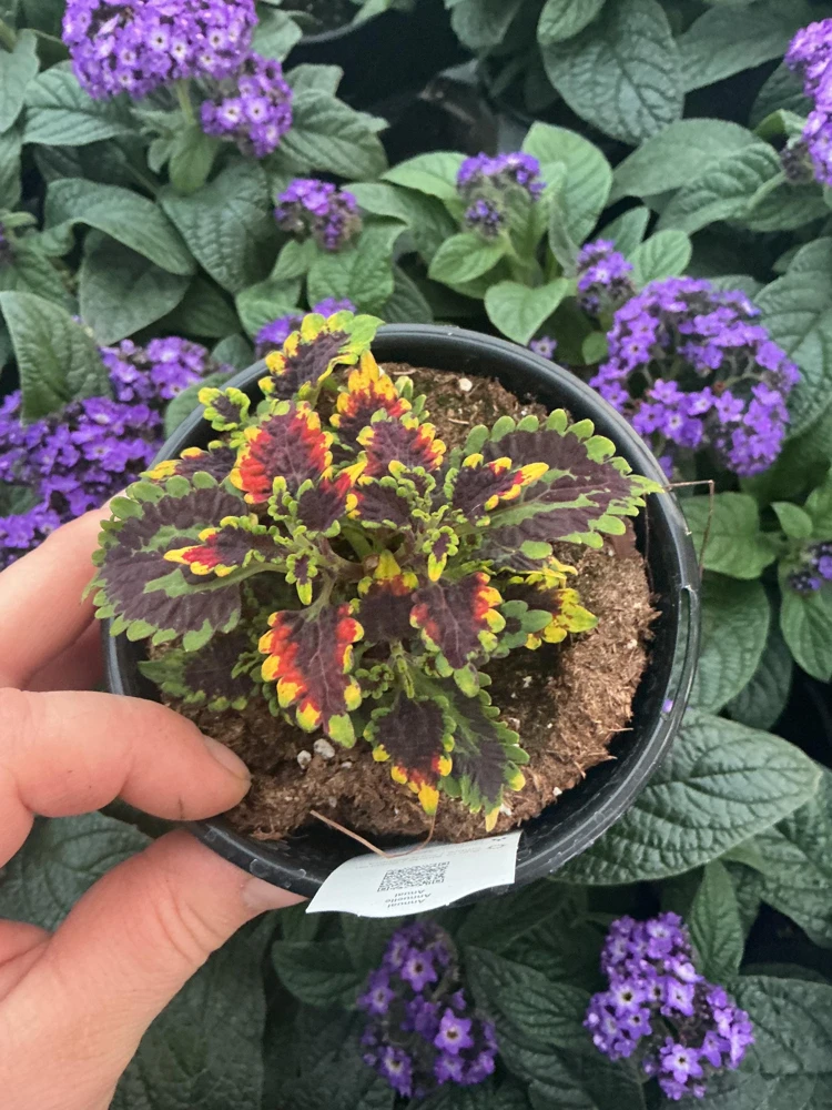 Coleus 'Stained Glassworks Golden Gate' Live Plant – 4.5 inch Nursery Pot – Indoor/Outdoor Foliage - Image 4