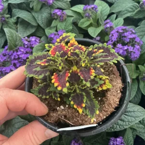 Coleus 'Stained Glassworks Golden Gate' Live Plant – 4.5 inch Nursery Pot – Indoor/Outdoor Foliage - Image 5