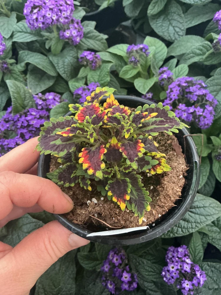 Coleus 'Stained Glassworks Golden Gate' Live Plant – 4.5 inch Nursery Pot – Indoor/Outdoor Foliage - Image 5