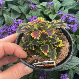 Coleus 'Stained Glassworks Golden Gate' Live Plant – 4.5 inch Nursery Pot – Indoor/Outdoor Foliage - Image 6