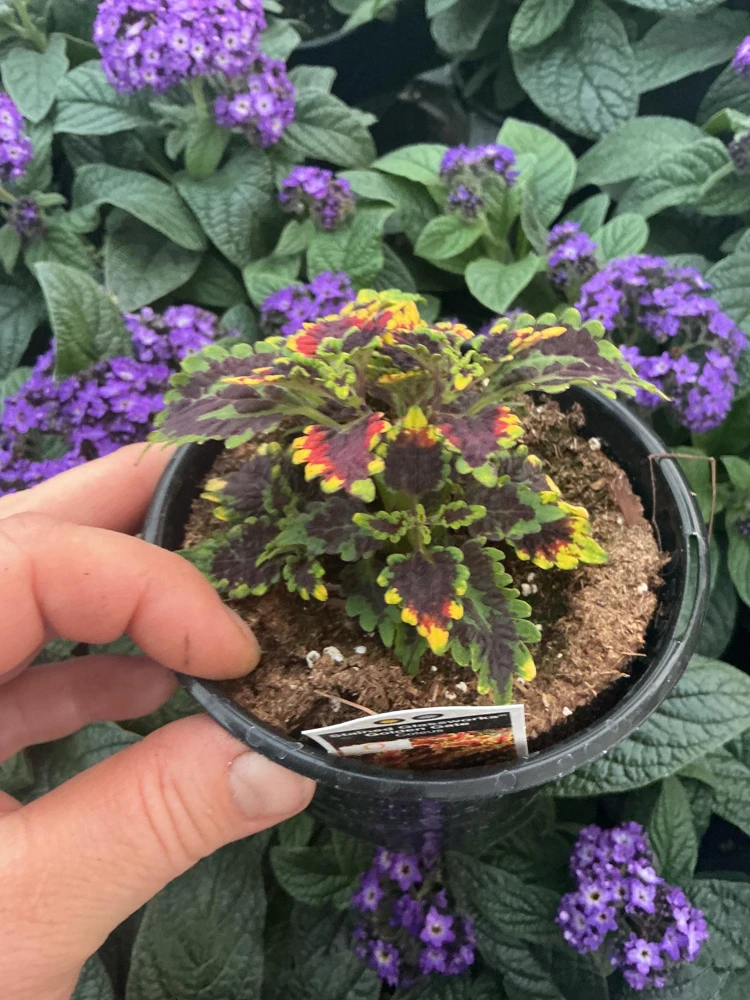 Coleus 'Stained Glassworks Golden Gate' Live Plant – 4.5 inch Nursery Pot – Indoor/Outdoor Foliage - Image 6