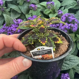 Coleus 'Stained Glassworks Golden Gate' Live Plant – 4.5 inch Nursery Pot – Indoor/Outdoor Foliage - Image 7