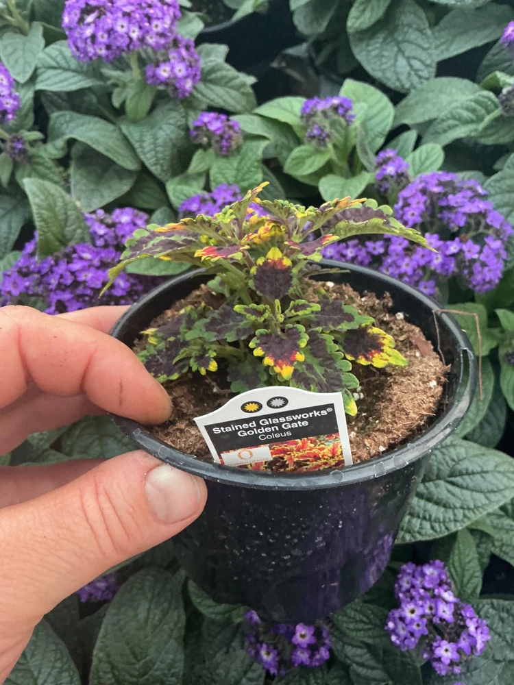 Coleus 'Stained Glassworks Golden Gate' Live Plant – 4.5 inch Nursery Pot – Indoor/Outdoor Foliage - Image 7