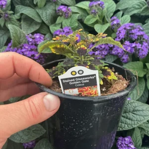 Coleus 'Stained Glassworks Golden Gate' Live Plant – 4.5 inch Nursery Pot – Indoor/Outdoor Foliage - Image 8