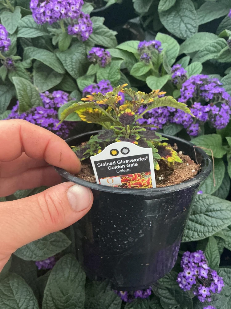 Coleus 'Stained Glassworks Golden Gate' Live Plant – 4.5 inch Nursery Pot – Indoor/Outdoor Foliage - Image 8