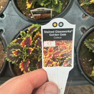 Coleus 'Stained Glassworks Golden Gate' Live Plant – 4.5 inch Nursery Pot – Indoor/Outdoor Foliage - Image 9