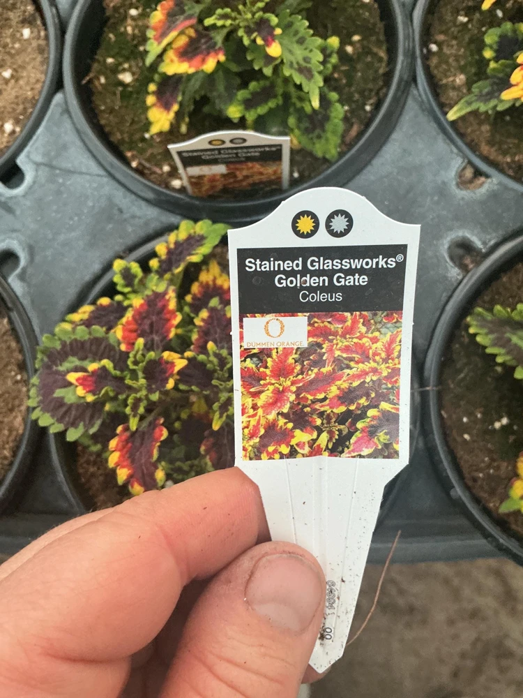 Coleus 'Stained Glassworks Golden Gate' Live Plant – 4.5 inch Nursery Pot – Indoor/Outdoor Foliage - Image 9