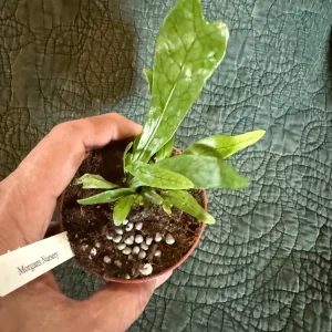 Crocodile Fern Live Plant - Microsorum musifolium - 3 inch Pot - Indoor Exotic Foliage - Image 2