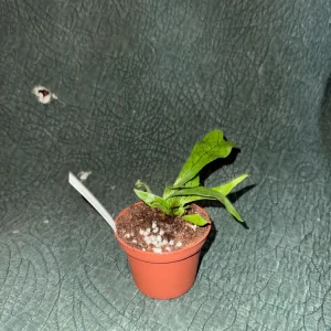 Crocodile Fern Live Plant - Microsorum musifolium - 3 inch Pot - Indoor Exotic Foliage - Image 3