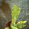 Crocodile Fern Live Plant - Microsorum musifolium - 3 inch Pot - Indoor Exotic Foliage - Image 1