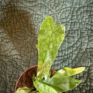 Crocodile Fern Live Plant - Microsorum musifolium - 3 inch Pot - Indoor Exotic Foliage - Image 1
