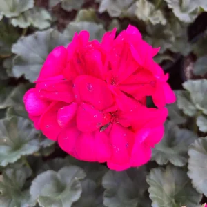 Darko Neon Purple Zonal Geranium Live Plant – 4.5 inch Pot – Vibrant Flowers - Image 2
